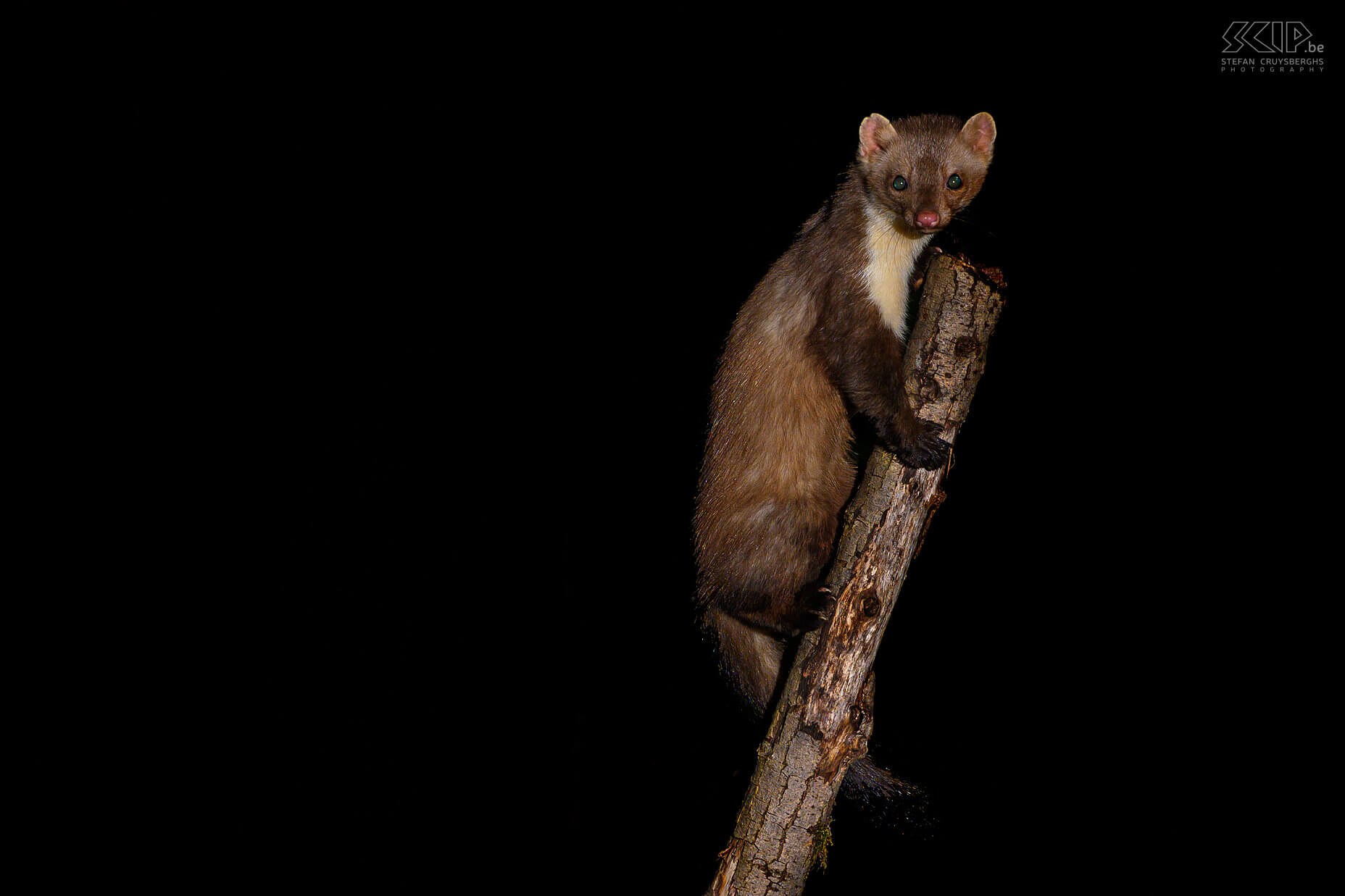 Nachtdieren in onze tuin - Steenmarter De wildcam die in onze tuin opgesteld staat registreert 's nachts vaak allerlei zoogdieren zoals steenmarters, egels en verschillende soorten muizen. Het leek me dan ook een boeiende uitdaging om wat mooie beelden van deze nachtdieren te maken met m'n Nikon camera's. Geen eenvoudige opdracht echter. Met een laser trigger en enkele flitsers, met allerlei opstellingen en na vele pogingen ben er toch in geslaagd om een paar gevarieerde beelden van de steenmarter en egel te maken. Stefan Cruysberghs